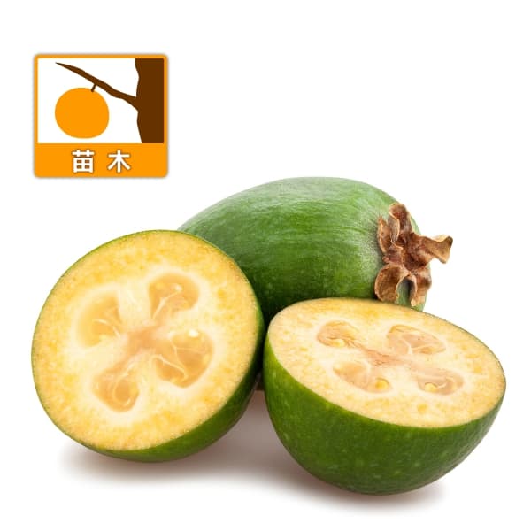 sonotoki　フェイジョア　無農薬 楽天市場】フェイジョア デンズチョイス 苗木 5.5号苗【自家結実性あり