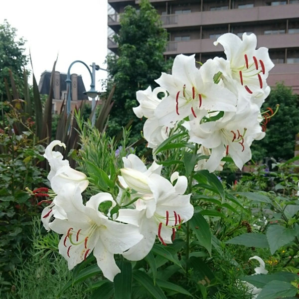 信州産　白カサブランカ球根 楽天市場】ユリ球根 カサブランカ 特大球 白 10個入 : グラン