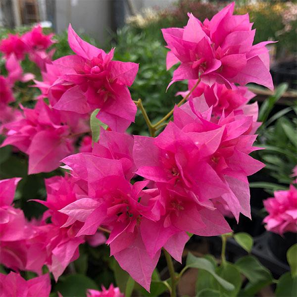 楽天市場】ブーゲンビリア ブルーハワイ (斑入り葉 ピンク花