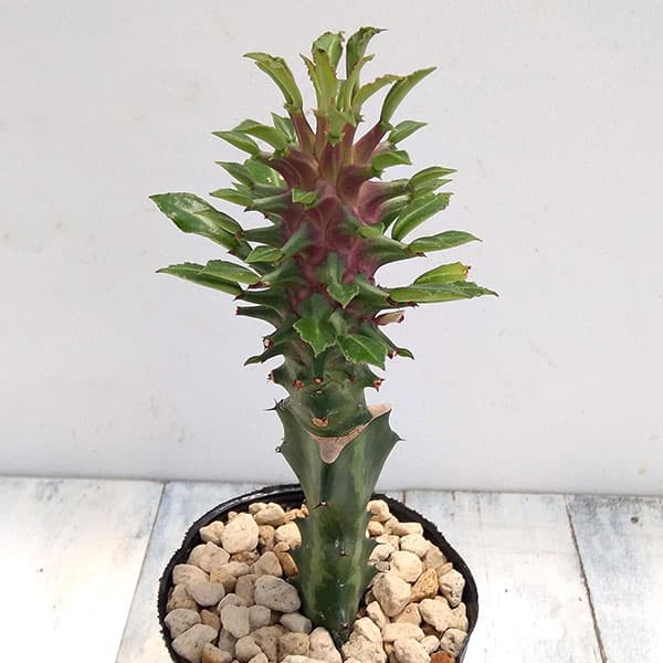 楽天市場】多肉植物 ◇ モナデニウム ◇ リチェイ ◇ 斑入り ◇ 3寸