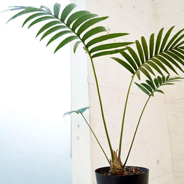 【現品】サイカス・ディオーン・スペヌローサム　スピヌローサム　7号　７K番 楽天市場】再入荷【現品・現物】サイカス・ディオーン