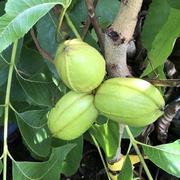 楽天市場】[楽天市場店限定価格] ◇グリGO!ガーデニング応援祭