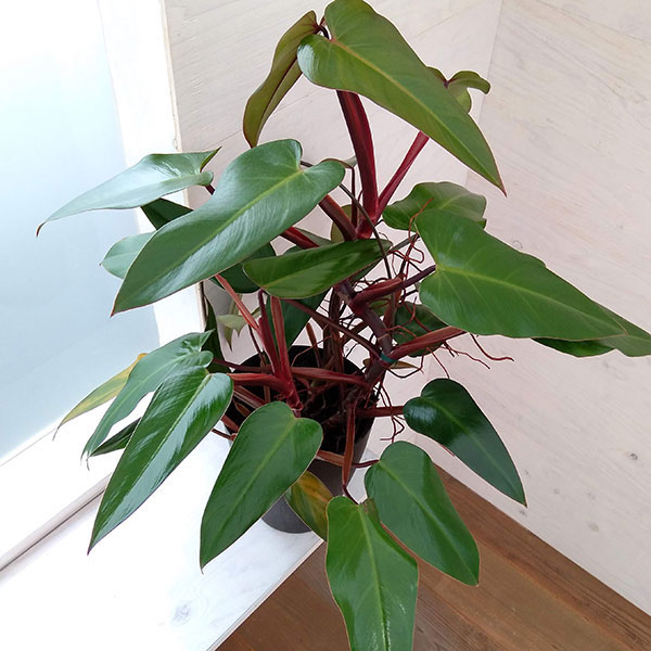 楽天市場】観葉植物/アンスリウム：フーケリー5号鉢植え : 園芸ネット プラス