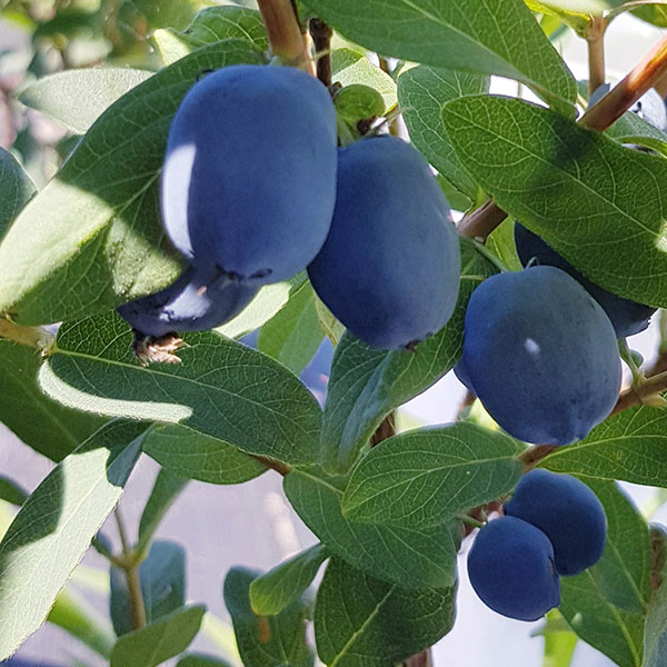 楽天市場】◇送料無料◇ ハスカップ 苗 【 大実ハスカップ 】 ポット苗