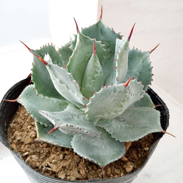 アガベ　ブルーブライアン Agave Agave blue brian | satakeseikaten