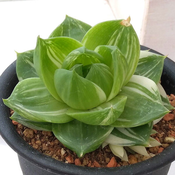 91 Off 観葉植物 ハオルチア Ilshospitals Com