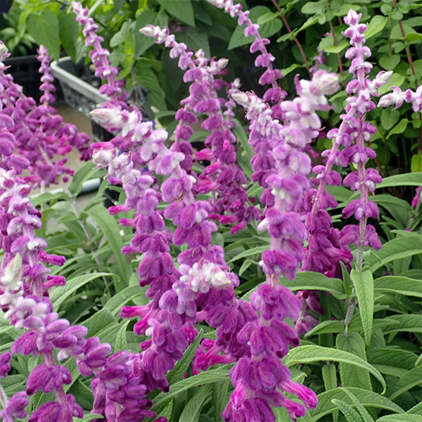 爆安プライス サルビア レウカンサ アメジストセージ4号鉢植え