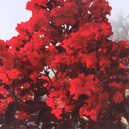 市場 花木 庭木の苗 百日紅 ブラックリーフダイヤモンド サルスベリ