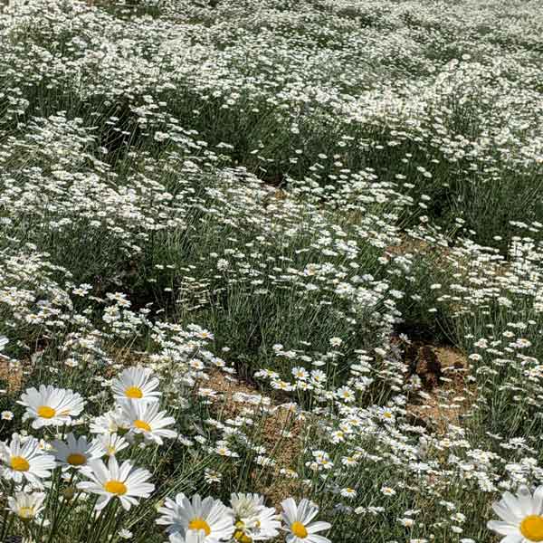 [貨物輸送無料]ピレスラム（除虫菊）：白花3号ポット 24株仕掛ける