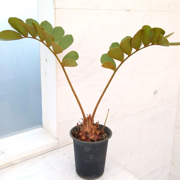 観葉植物 ザミア 4号 フルフラセア 豪華ラッピング無料 フルフラセア