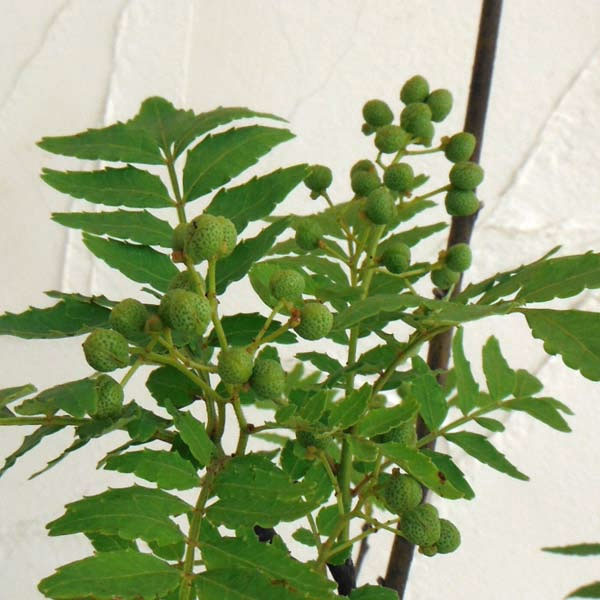 花木 庭木の苗 ツゲ レッドジェム 玉仕立て 8号鉢植え 2鉢