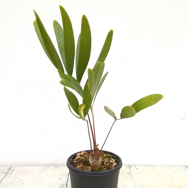 楽天市場】ザミア（フロリダーナ） 1鉢 2.5号 プラスチック苗 ザミア