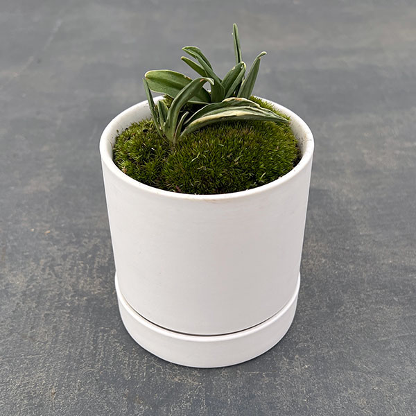 楽天市場】観葉植物/オモト（万年青）：出世実生・鉢植え／もえ白S・皿