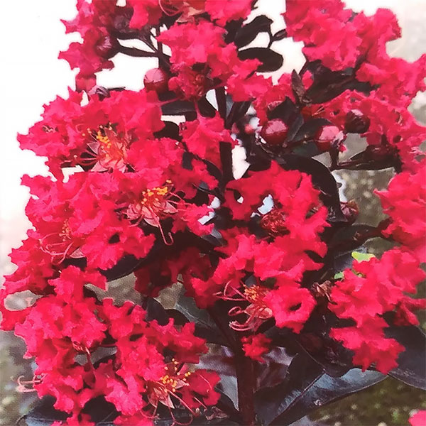 市場 花木 サルスベリ 庭木の苗 ブラックリーフダイヤモンド 百日紅