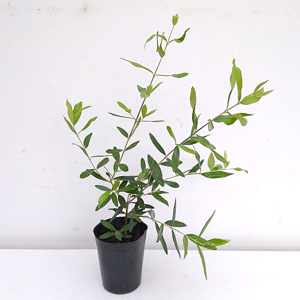 楽天市場】オリーブ ひなかぜ 9cmポット苗1株 常緑高木 家庭樹