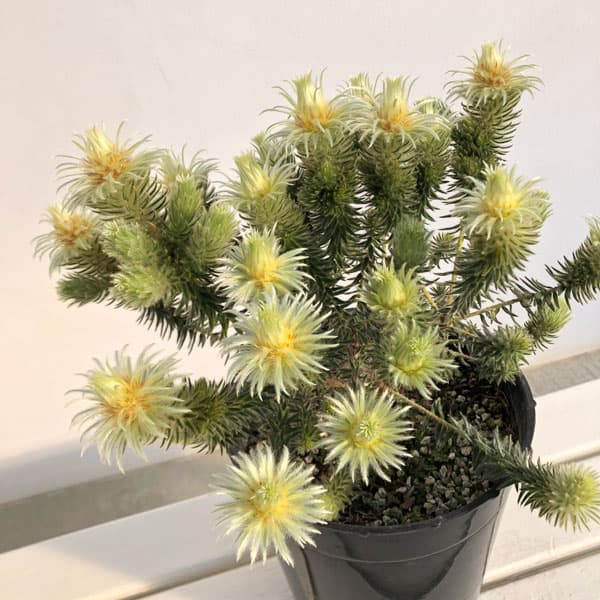 楽天市場】鉢花 観葉植物：フィリカ プベッセンス ワフトフェザー*5号