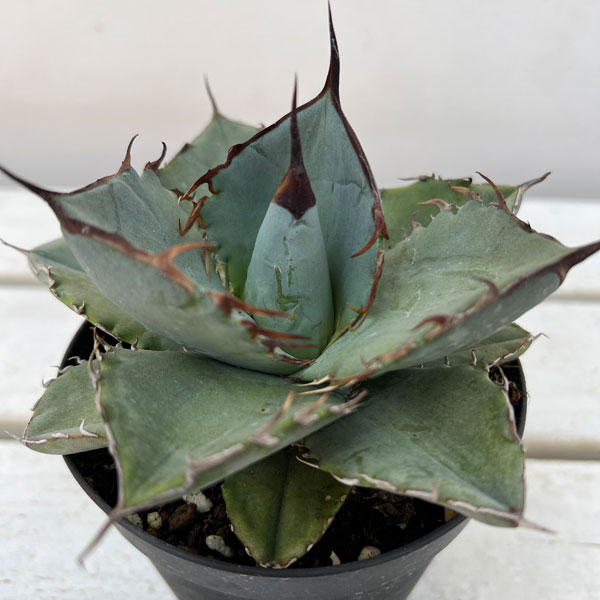 楽天市場】観葉植物/アガベ：パープソラム（裏棘）2.5号鉢植え : 園芸