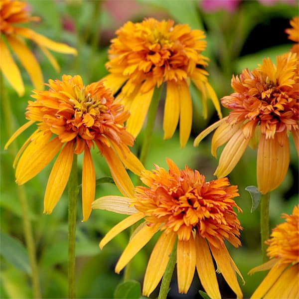 草花の苗 まとめ割り エキナセア マーマレード4号ポット