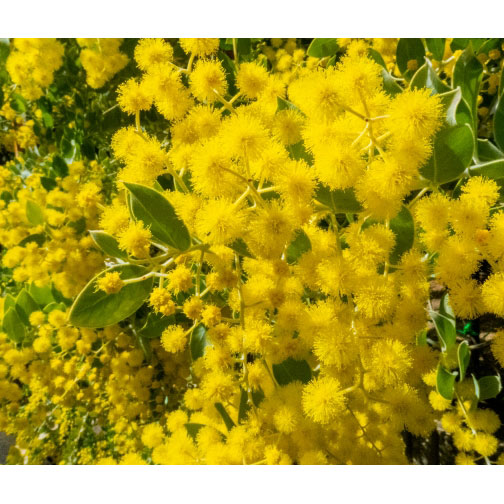 楽天市場】パールアカシア ポダリリーフォリア 5号 庭木 苗 シンボル