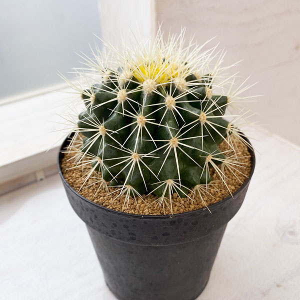 楽天市場】観葉植物/サボテンの王様：金シャチ（キンシャチ・金鯱）12