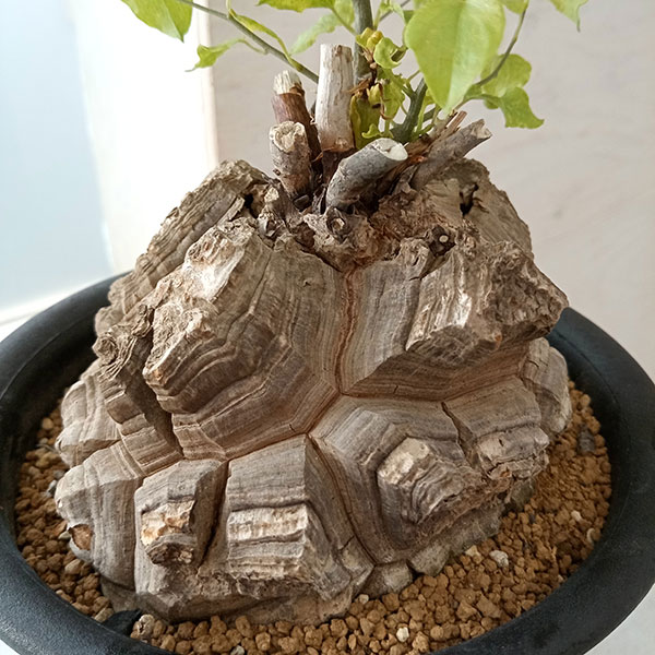楽天市場】【ふるさと納税】Dioscorea Mexicana メキシコ亀甲竜
