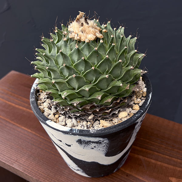 楽天市場】観葉植物/[ザ・ファームセレクト][送料無料]サボテン