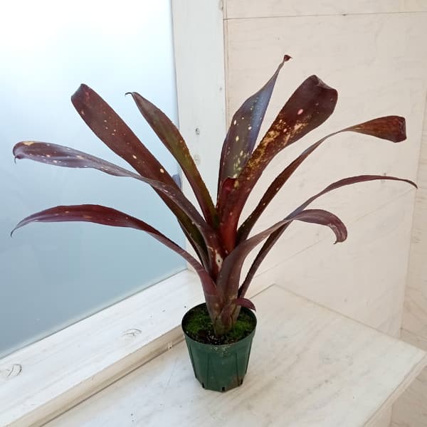 楽天市場】ビルベルギア スモークスタック 5号鉢 ブロメリア 観葉植物