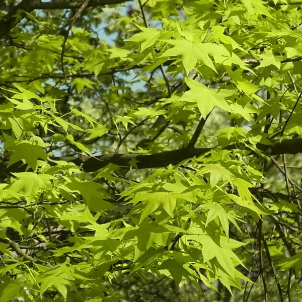 花木 庭木の苗/アメリカフウ：ナリー6号ポット