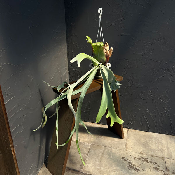 観葉植物/[棚卸セール]（わけあり特価）ビカクシダ（コウモリラン）：ウィリンキー ムーンライト（月光）4号硬質ポット 23-01｜園芸ネット プラス
