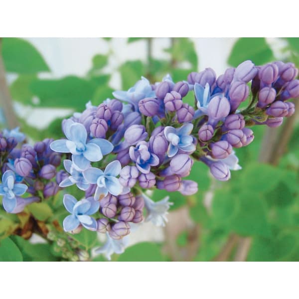 楽天市場】ライラック プレジデントグレビー 接木2年生 1本 : e-フラワー