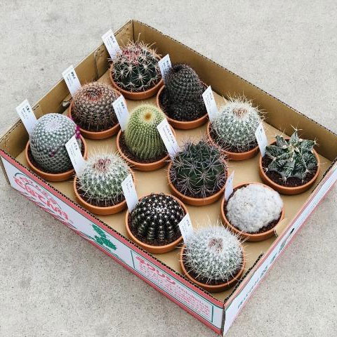 楽天市場】群生サボテン（各種：おまかせ） 1鉢 3号 素焼き鉢 群生