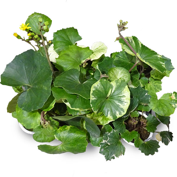 ✨ツワブキ 苗 6株 根付き✨抜き苗　山野草　農薬不使用　煮物がおいしいよ～ 51xb6wPZWhL._AC_UF1000,