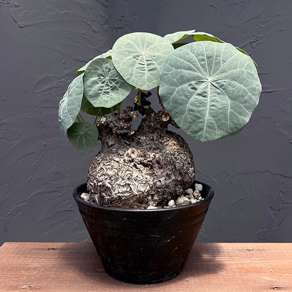 観葉草木/ステファニア：カウィーサキー（sp.新星） 9号鉢植え