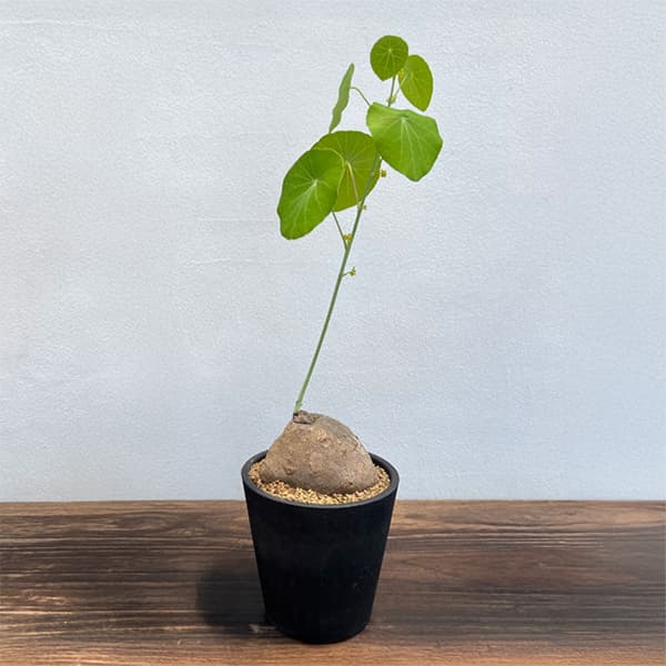 楽天市場】【ケース販売：4入】 ステファニア（カウエサキー） 3寸