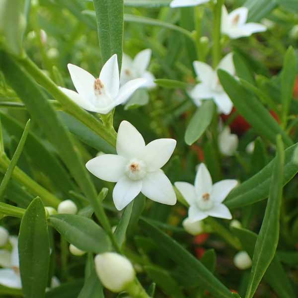 楽天市場】ホワイトサザンクロス5号鉢植え♪白い星型の花が可愛らしい