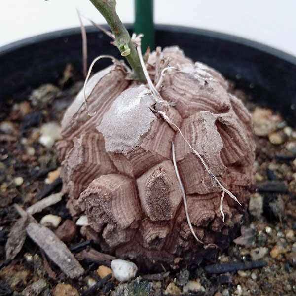 亀甲竜 ゴツゴツタイプ ※発送の際は根元より茎カットさせていただき