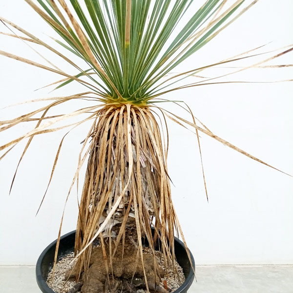 楽天市場】観葉植物 ユッカ ロストラータ 5号鉢 送料無料 観葉植物