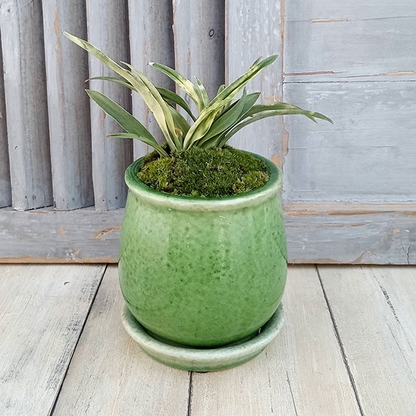 楽天市場】◇獅子万年青 縞獅子◇万年青 引っ越し万年青 獅子万年青