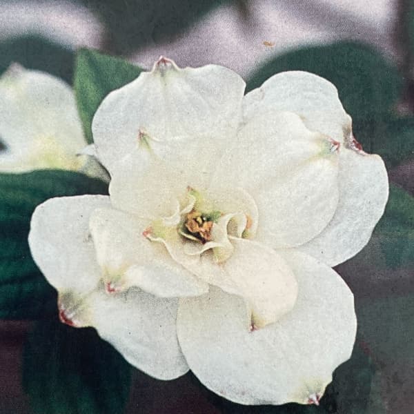 楽天市場】ハナミズキ 『 アップルブロッサム 』 5号鉢植え : 花と緑の