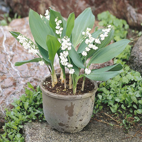 楽天市場】八重咲きスズラン （すずらんポット植え）ドイツスズラン
