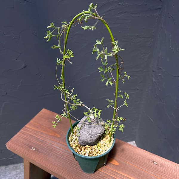 楽天市場】観葉植物/コミフォラ：フォリアセア（発根済み） 4号鉢植え