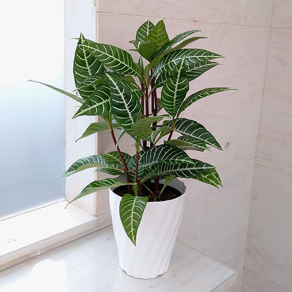 カラテアワルセヴィッチー 5号 鉢ごと Www Hermosa Co Jp