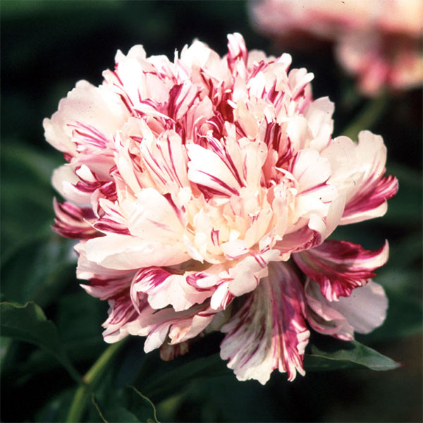 匿名鉢芍薬ピオニー 麒麟丸 グリーンハロー ピンクスプライザー