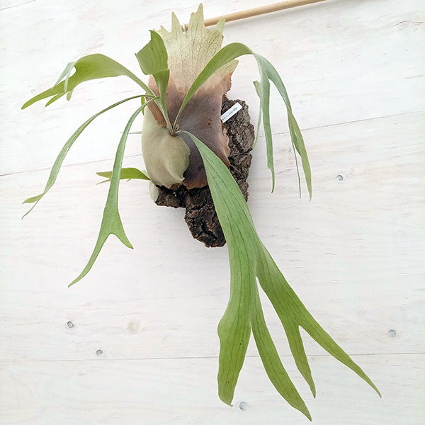 楽天市場】（観葉植物）バージンコルクプランツ コウモリラン