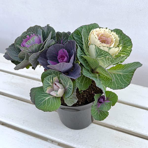 楽天市場】ミニ寄せ植えハボタン ロマンブーケ 2.5号 2株セット