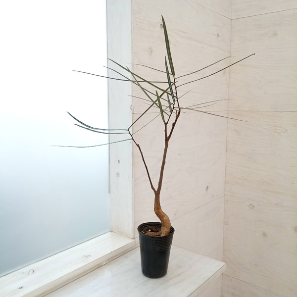 ボトルツリー　ミドルサイズ 楽天市場】観葉植物 ボトルツリー 9cmポット ブラキキトン