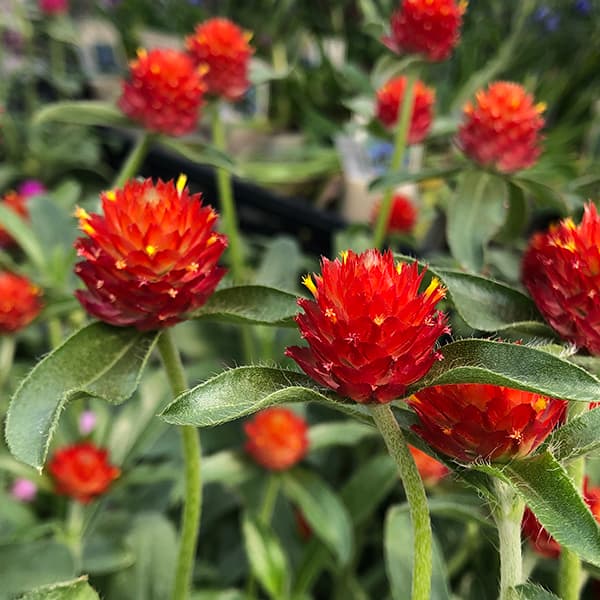 顕花植物の苗/[貨物輸送無料]センニチコウ（千日紅） 高性：ストロベリーフィールズ3-3.5号ポット 24株書き割り