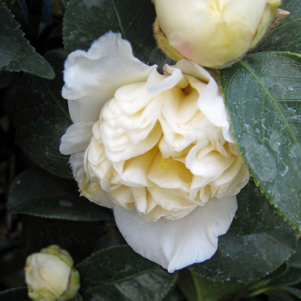 楽天市場】椿（ツバキ） 最小白花（サイショウシロバナ） 苗木 5.5号