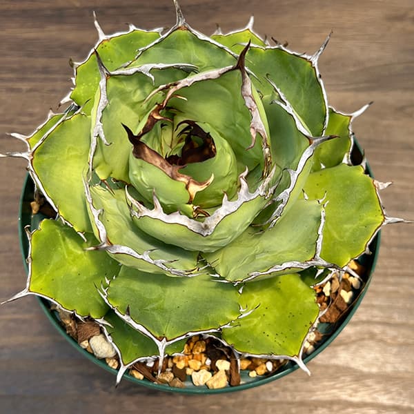 観葉植物/[送料無料][棚卸セール]アガベ：チタノタ 6号鉢植え 23-01｜園芸ネット プラス 22,854円