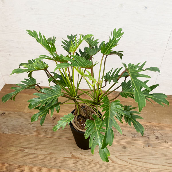 観葉植物 フィロデンドロン・クッカバラ 7号鉢植え 22-08